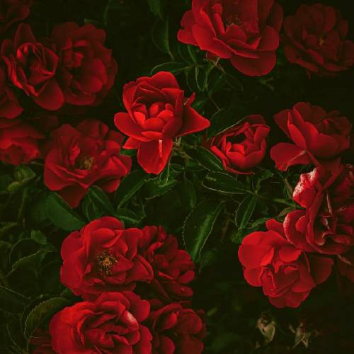 علیها هنو دستم میلرزه دستم میاد رو شمارت چی ازم برمیاد